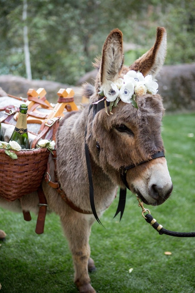 A mini donkey carrying a bottle in its saddle basket, wearing a white floral crown