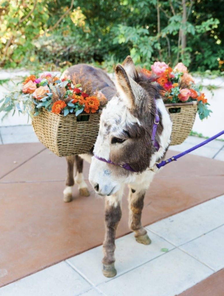 A mini donkey with saddle baskets full of orange and pink flowers